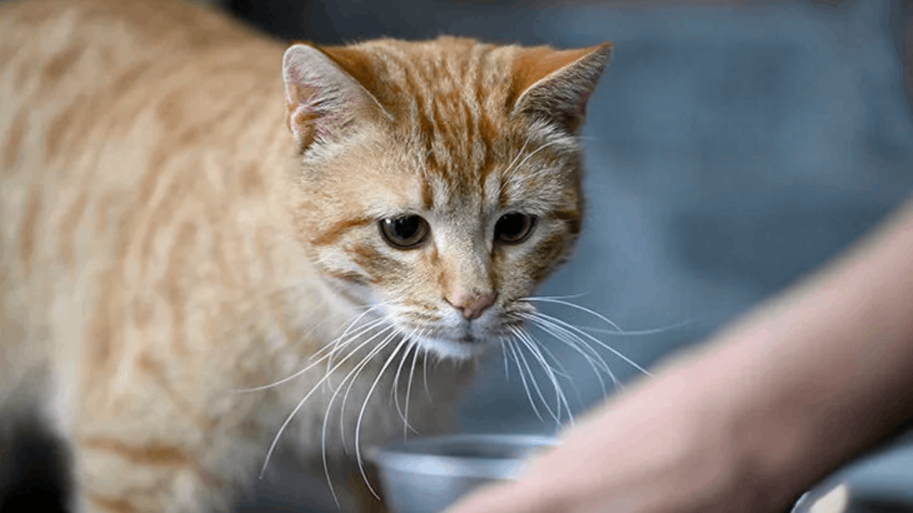 Mersin'de Şikayet Üzerine Girilen Evde 100 Kedi Bulundu