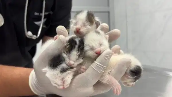 Mersin'de 5 yavru kedi poşetle çöpe atıldı, temizlik görevlileri kurtardı