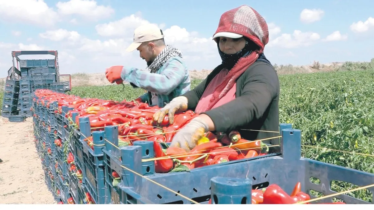 Meyve Sebze Fiyatlarında Manipülasyona Operasyon: Çiftçiler Memnun
