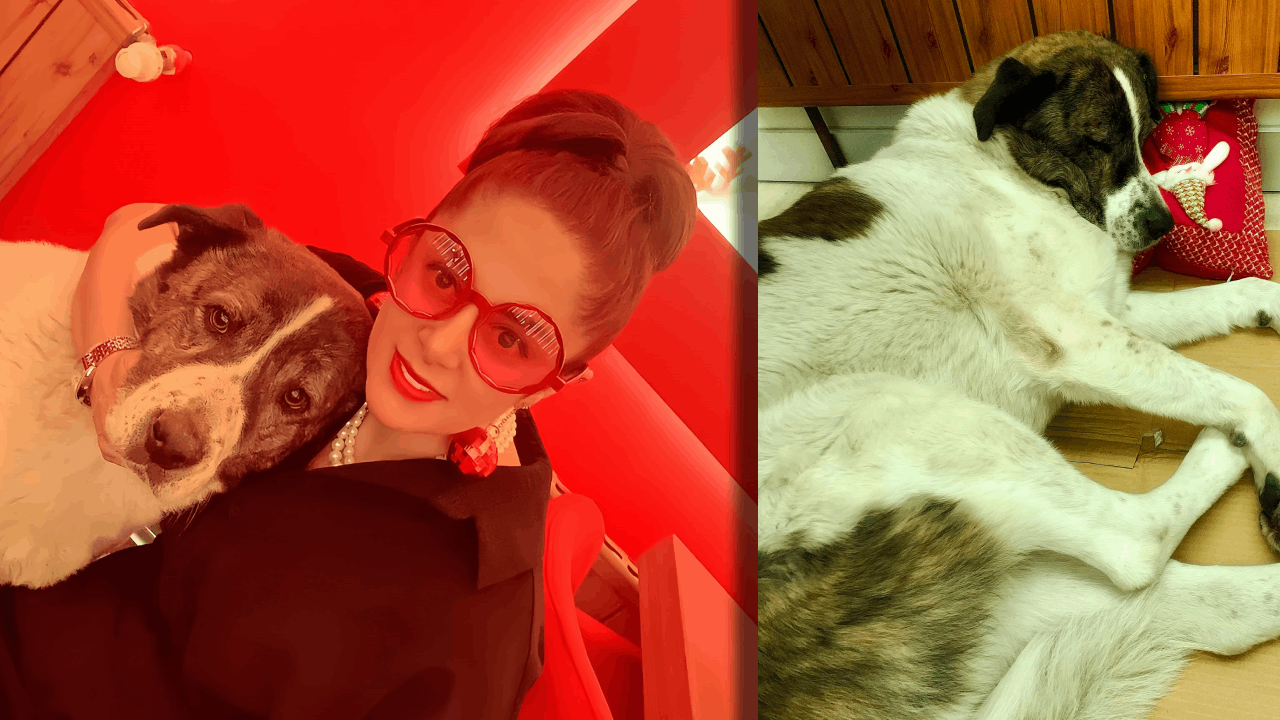 Mikroçipli Köpek Barınakta Ölü Bulundu: Esenyurt'ta Büyük Tepki
