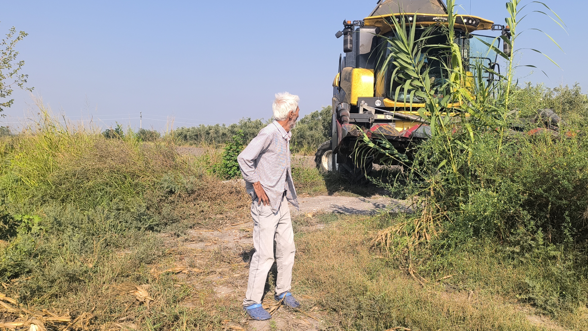 Mısır Hasadında Fiyat Şoku: Çiftçiler Perişan