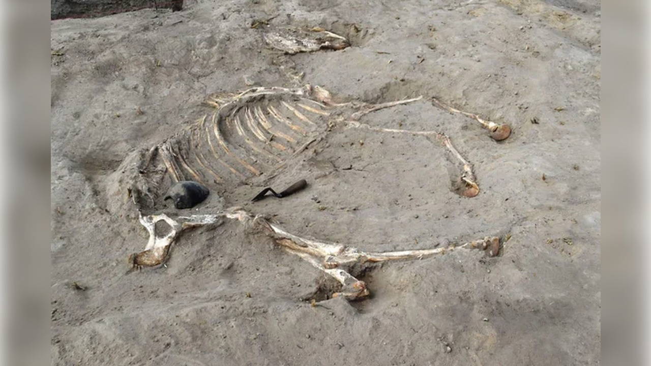 Mısır'da 3 Bin Yıllık Savaş Atı Mezarı Keşfedildi