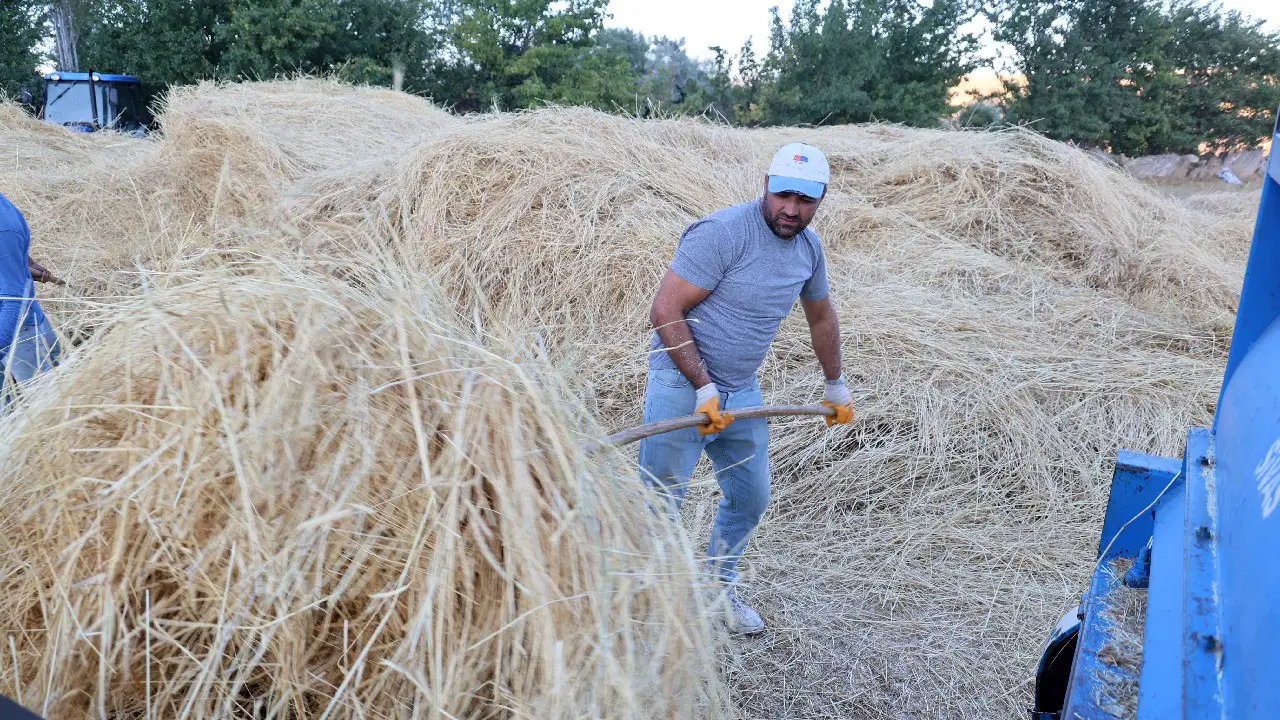 Modern Tarıma Direnen Gelenek: Sivas'ta Hasat Mesaisi