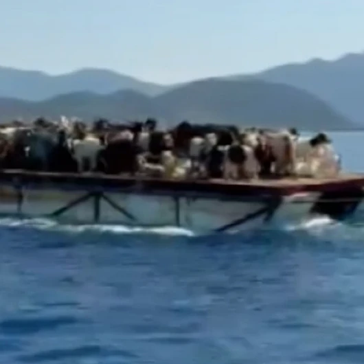 Muğla'da Asırlık Gelenek: Keçiler Tekneyle Taşınıyor
