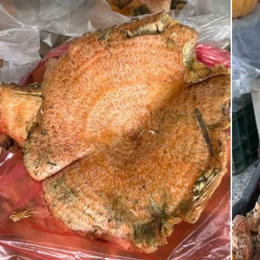 Muğla'da Çıntar Bereketi: Kilosu 500 TL'den Satışta