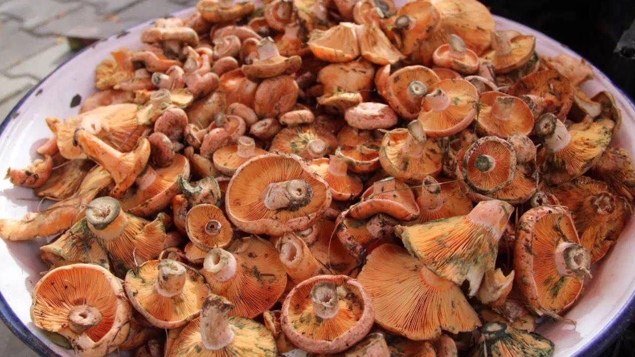 Muğla'da Yağışlar Sonrası Çıntar Bolluğu: Kilosu 500 TL