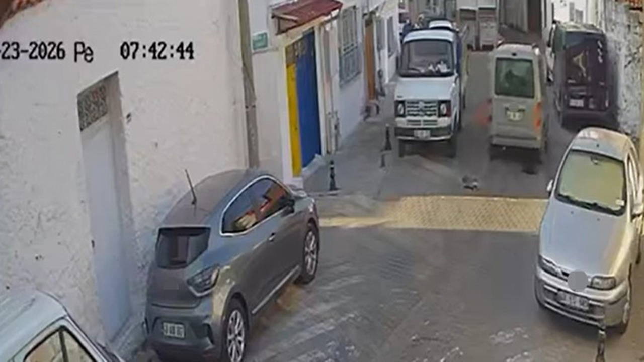 Muğla'da sürücü iki kediyi ezdi, durmadan kaçtı