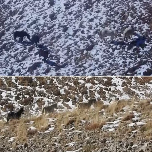 Munzur Dağları'nda yılkı atları karlı arazide görüntülendi