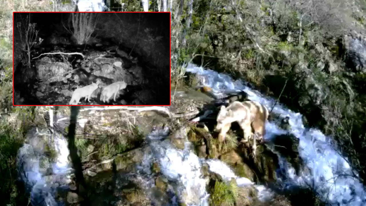 Munzur Vadisi'nde bozayı, kurt ve yaban keçisi fotokapanda