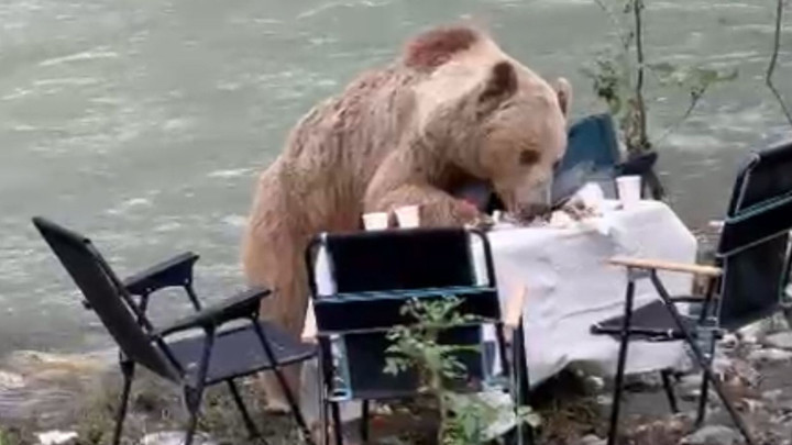 Munzur Vadisi'nde bozayı piknik masasını bastı, yiyecekleri yedi