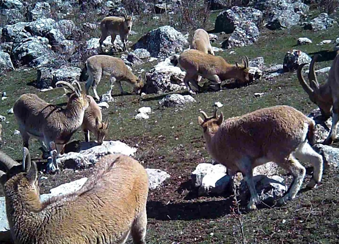 Munzur’un sessiz misafirleri: Yaban keçileri fotokapanda