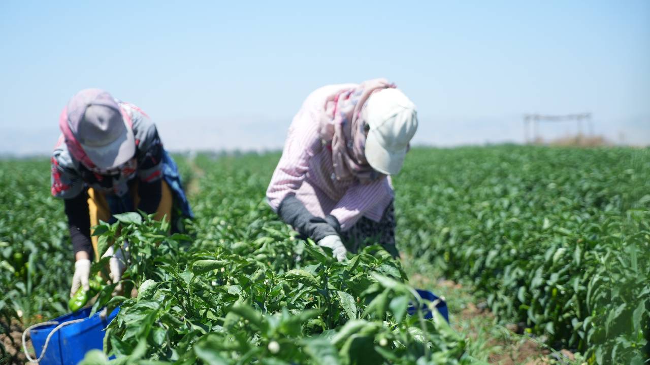 Muş Ovası'nda Kavurucu Sıcaklar Hasat Mesaisini Zorluyor
