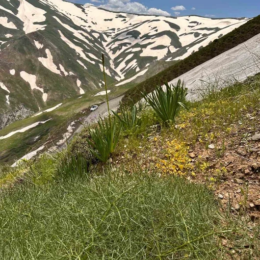 Muş'ta Yeni Bitki Türü Keşfedildi: Fritillaria Damlana