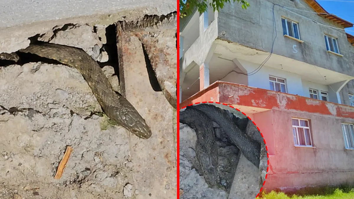 Muş'ta yılan istilası: Evleri saran yılanların boyu 3 metreyi buluyor