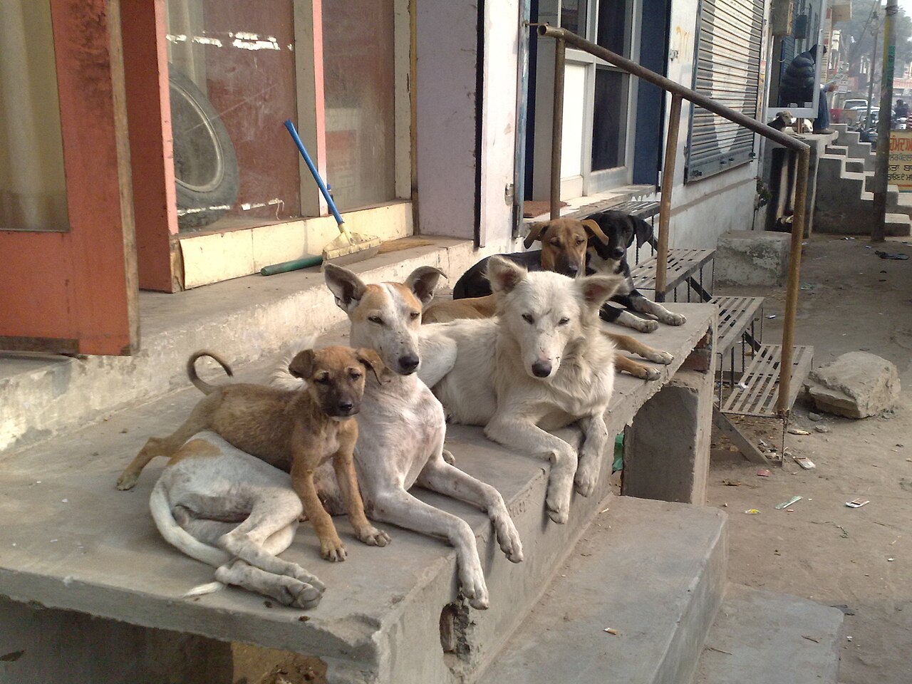 Muş'ta bir yılda 4 bin sahipsiz köpek barınakta korunuyor