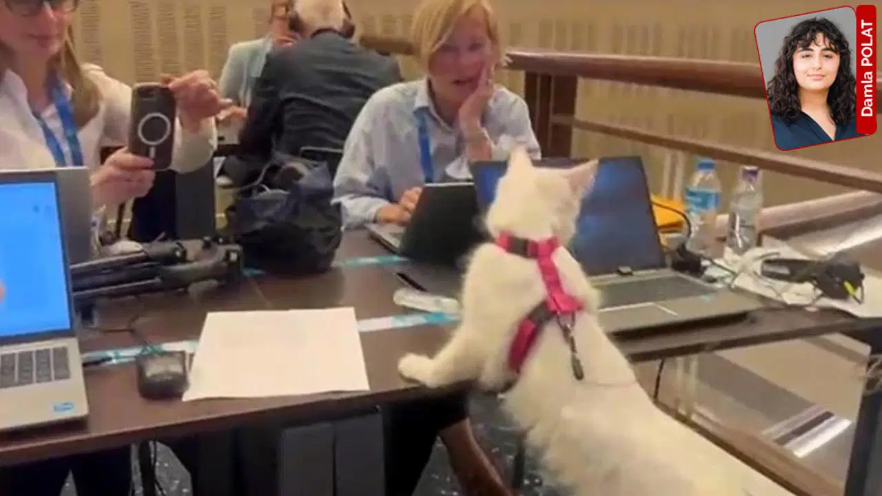 NATO Zirvesi'nde Ankara kedileri tanıtılırken sokak köpekleri toplatıldı: Hayvanseverlerden 'ikiyüzlülük' tepkisi