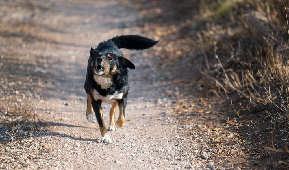 NATO Zirvesi öncesi Ankara'da sokak köpekleri toplanıyor