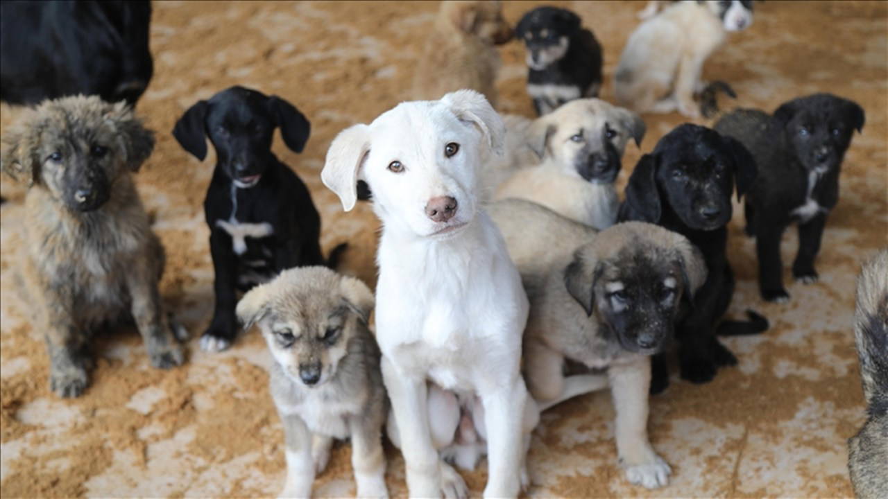 NATO Zirvesi öncesi Ankara'da sokak köpekleri toplanıyor