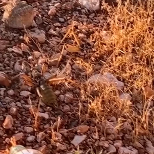 Nemrut Dağı'nda İzinsiz Çekirge Toplayan 2 Kişiye 1,4 Milyon Lira Ceza