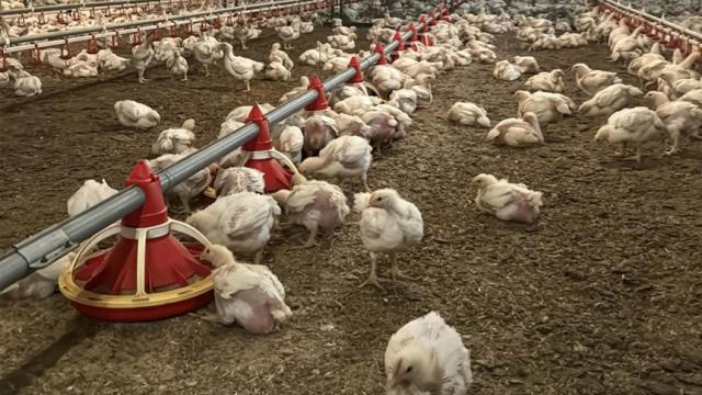 Nepal'de Kuş Gribi Alarmı: 570 Bin Hayvan İtlaf Edildi