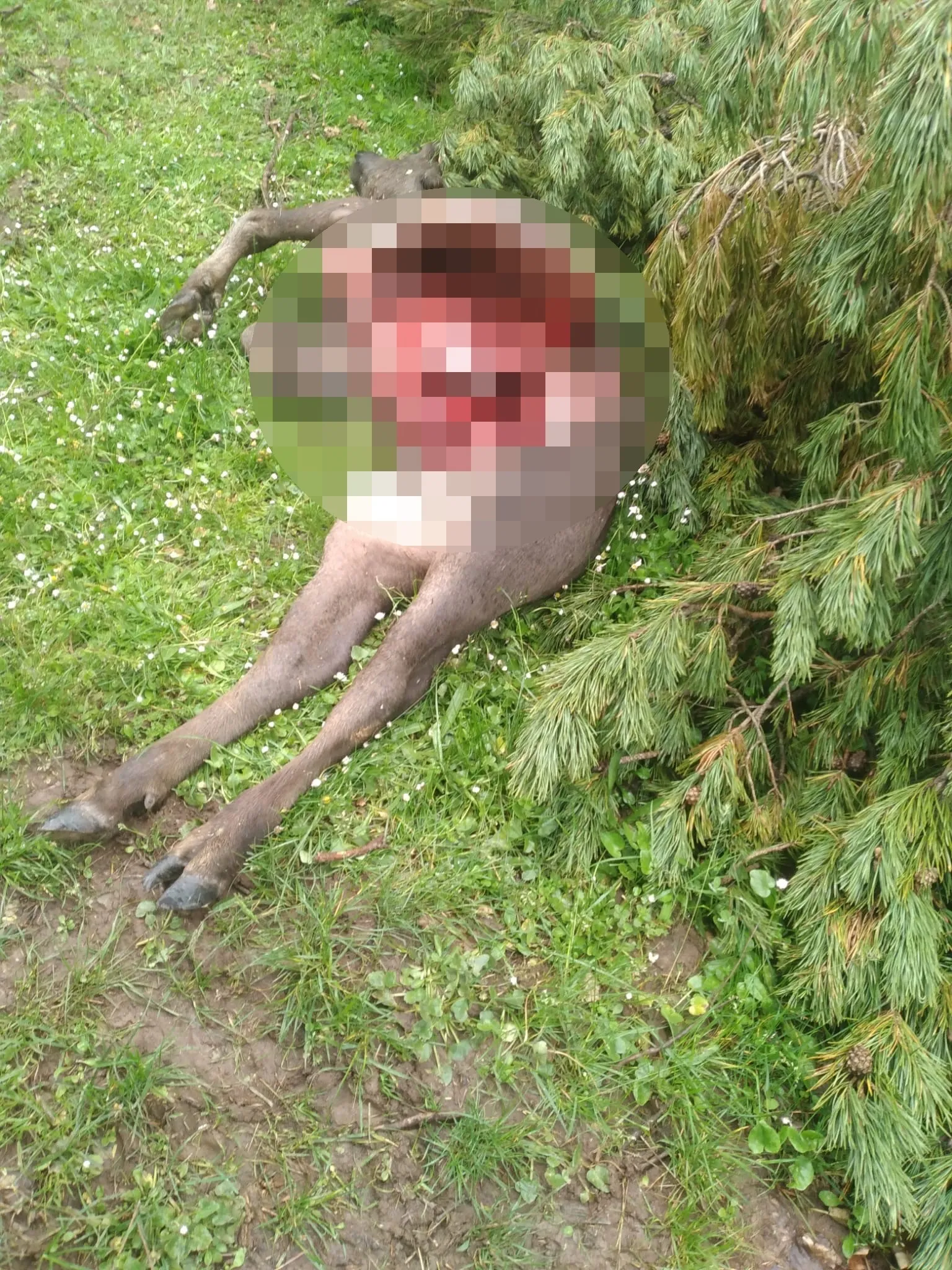 Niksar Yaylası'nda Dehşet: 10 Manda Parçalanmış Bulundu