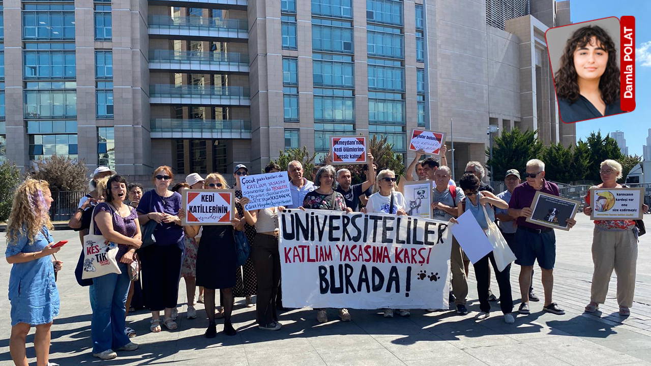 Okmeydanı Anadolu Parkı’nda 9 Kedi Katledildi: Suç Duyurusu ve Gece Nöbeti