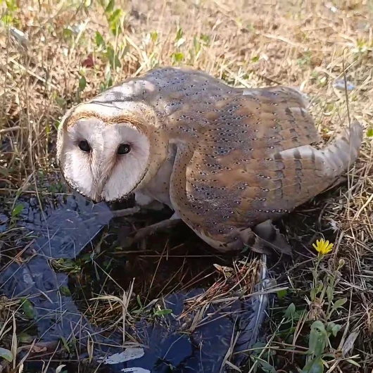 Öğrenciler Okul Bahçesinde Peçeli Baykuş Buldu