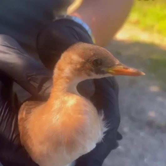 Oltaya Takılan Batağan Düzce'de Ekipler Tarafından Kurtarıldı