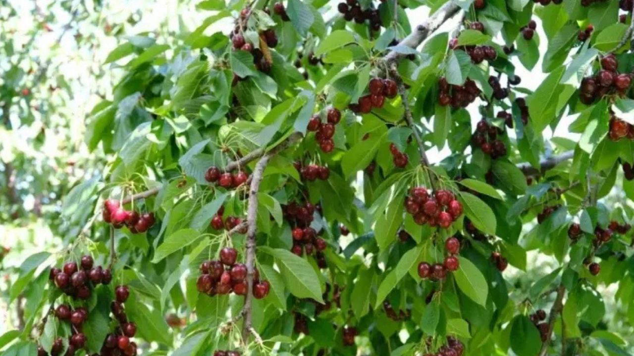 Oltu'da erkenci kiraz hasadı başladı, ilk mahsul satılamayacak