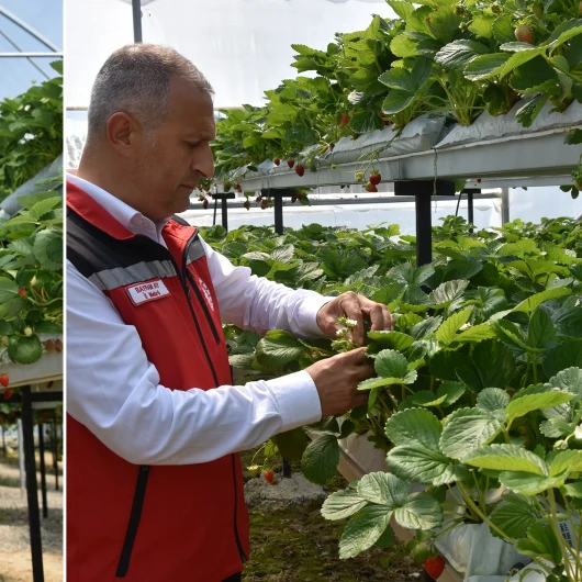 Ordu'da Fındığın Yanına Dev Gelir Kaynağı: Çilek Üretimi Rekor Kırdı