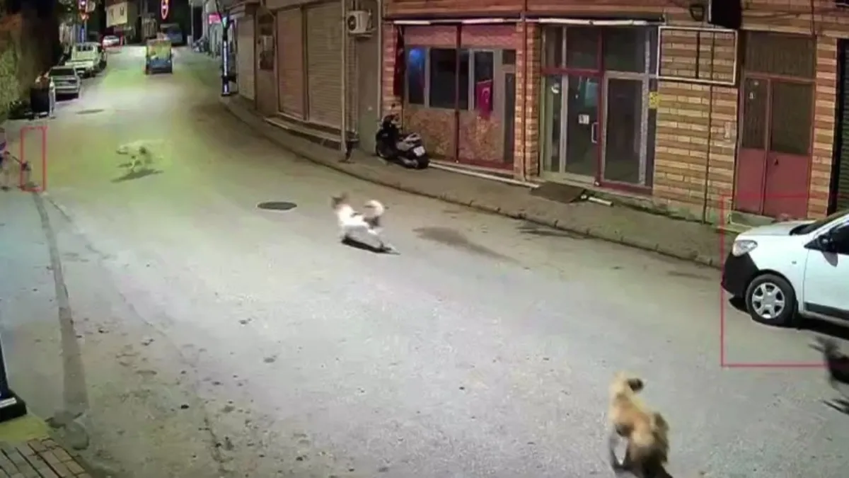 Ordu'da Sokak Köpekleri Scooterlı Çocuğa Saldırdı