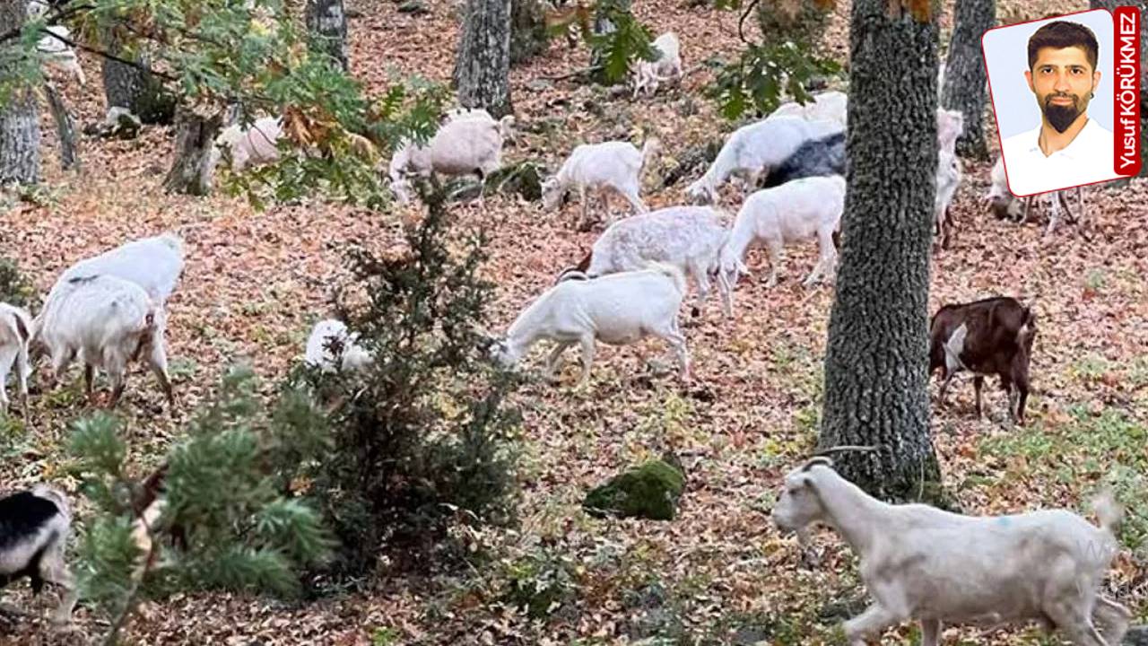 Orman yangınlarına çözüm: Kıl keçisi önerisi