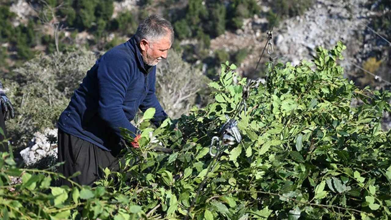 Ormanda Bedava Toplanan Yaprak Kilosu 400 Liraya Satılıyor