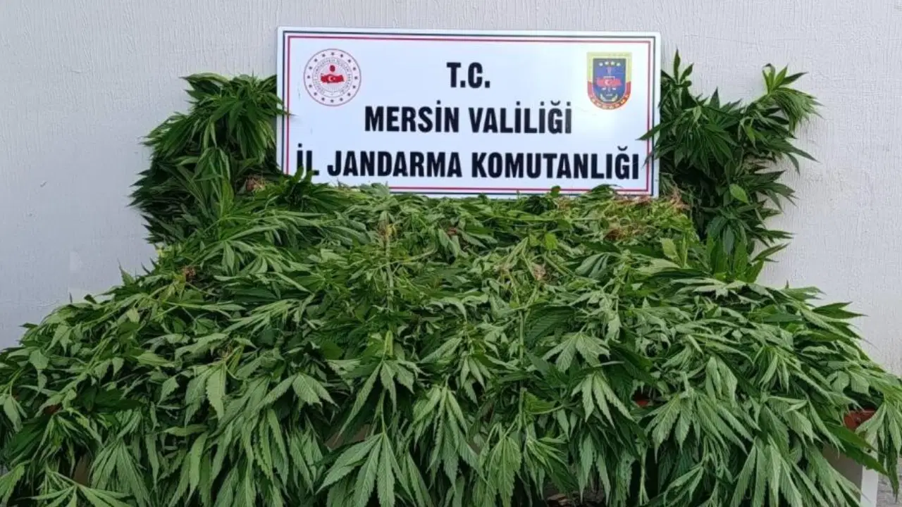 Ormanda kenevir yetiştirenlere suçüstü: 2 tutuklama