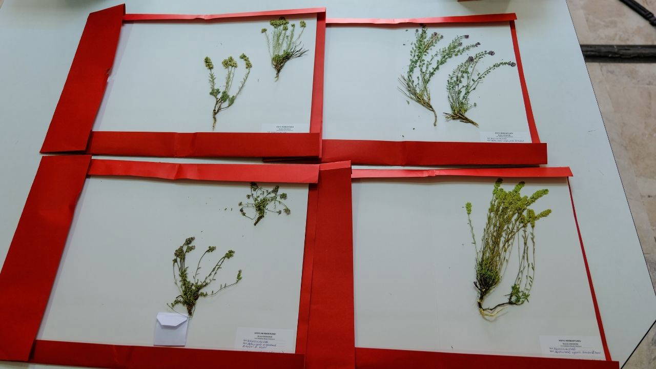 Orta Toroslar'da keşfedilen 4 yeni bitki türünden birine eşinin adı verildi