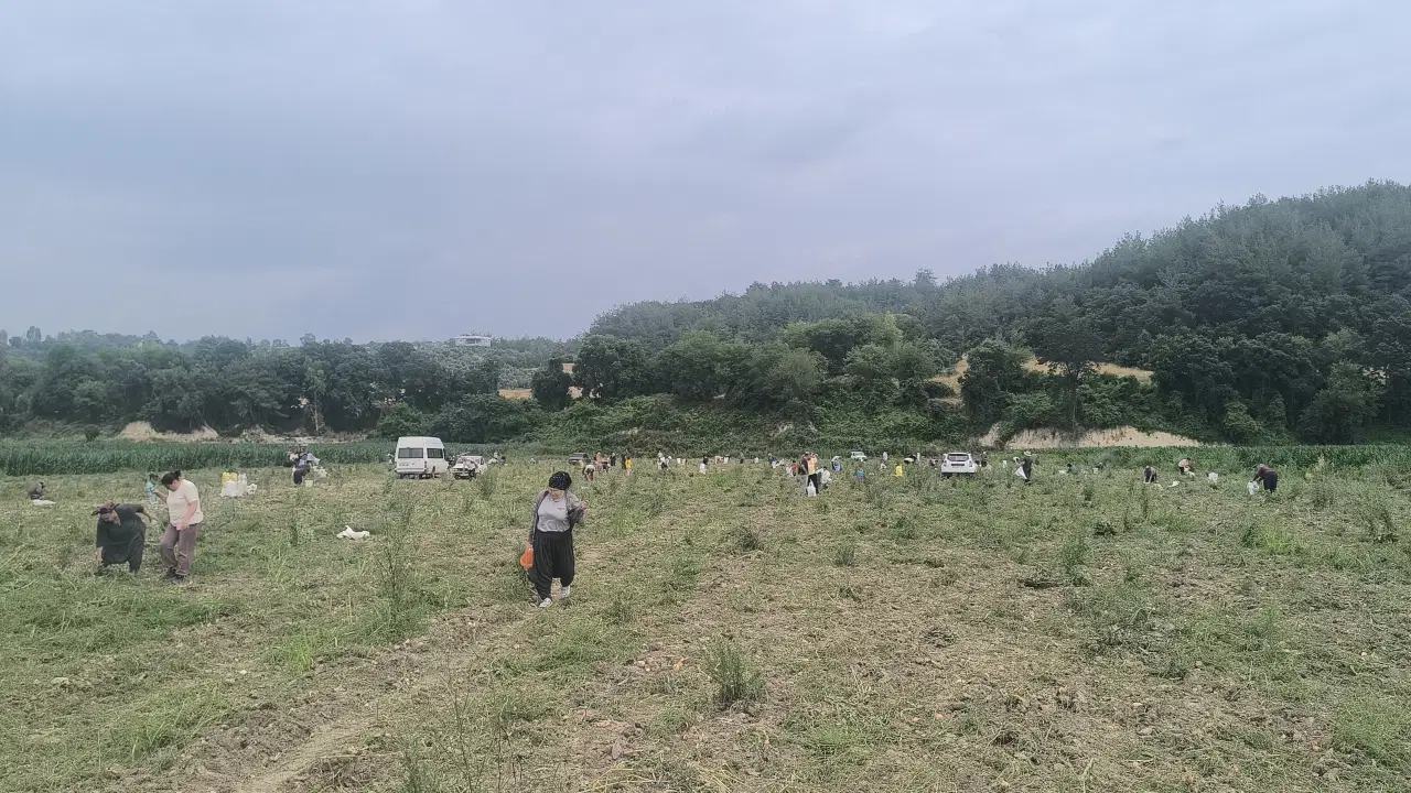 Osmaniye'de soğanını satamayan çiftçi tarlasını halka açtı