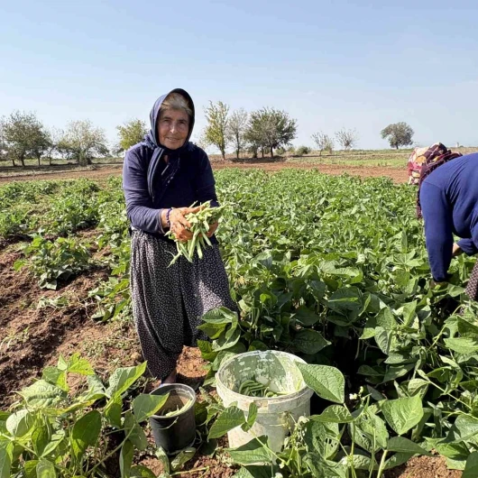Osmaniye'de Torun Sevgisiyle Yeşeren Fasulye Hasadı
