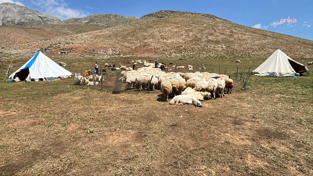 Ovacık'ta yollar kapalı, besiciler hâlâ yaylalara çıkamadı