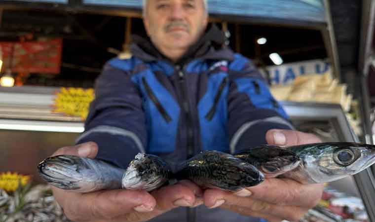 Palamut Bolluğu: Fiyat 30 TL'ye Düştü, Her Şeyi Yiyor