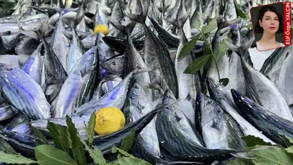 Palamut Bolluğunda 'Ava Ara' Talebine Tüketici Derneği'nden Tepki