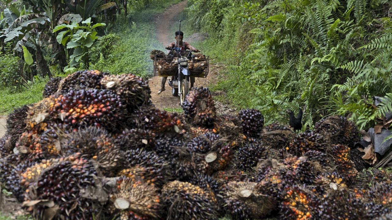 Palm Yağı Fiyatlarında 7 Ayın En Sert Yükselişi