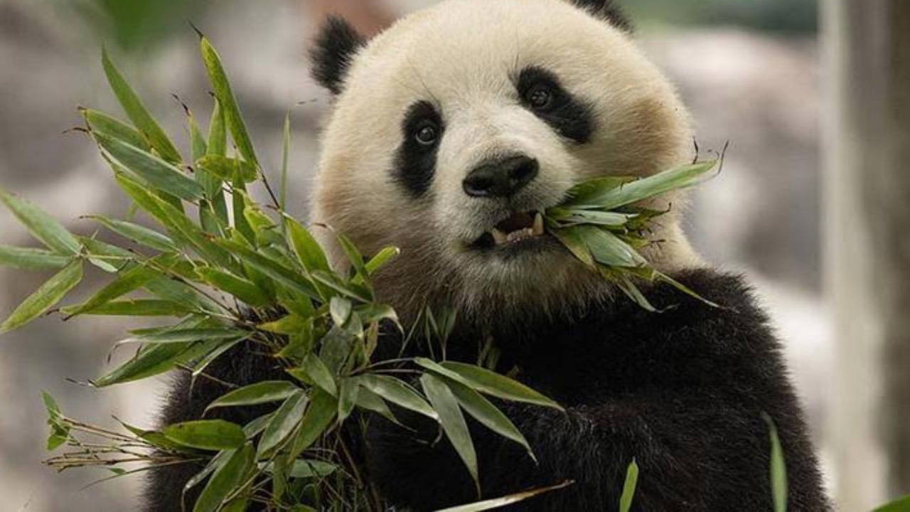 Panda Diplomasisi Geri Döndü: Çin, ABD'ye İki Panda Gönderiyor