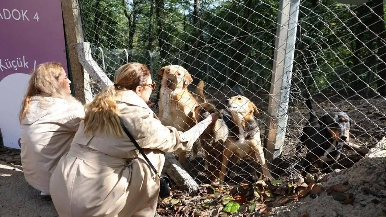 Patiköy 200 Can Dostuna Yeni Yuva Oldu