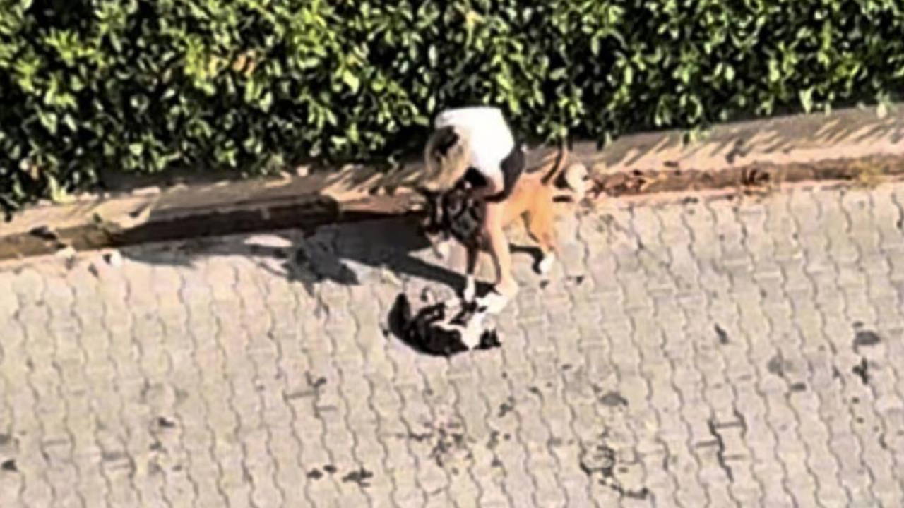 Pitbull Kediyi Parçaladı, Sahibi Polisi Aramayın Dedi