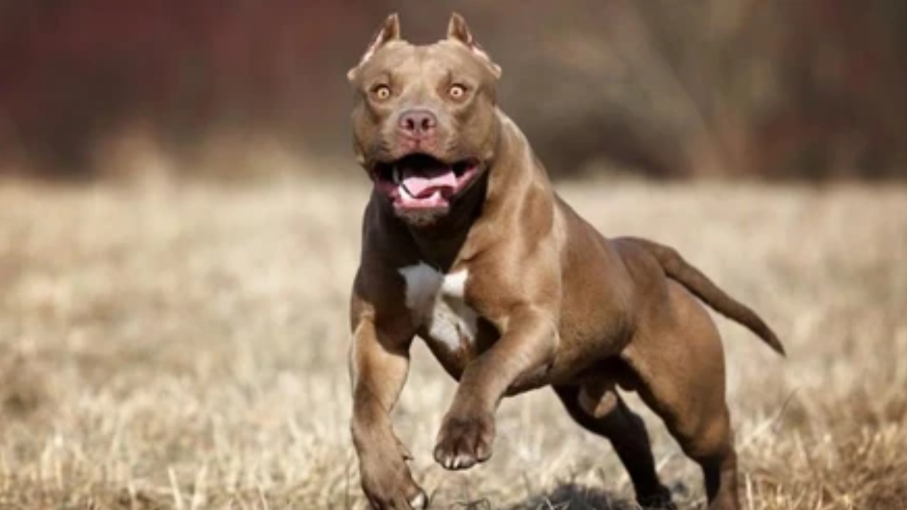 Pitbull saldırısında 4 yaşındaki kız çocuğu hayatını kaybetti