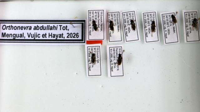 Prof. Dr. Rüstem Hayat, Yeni Böcek Türüne Oğlunun Adını Verdi