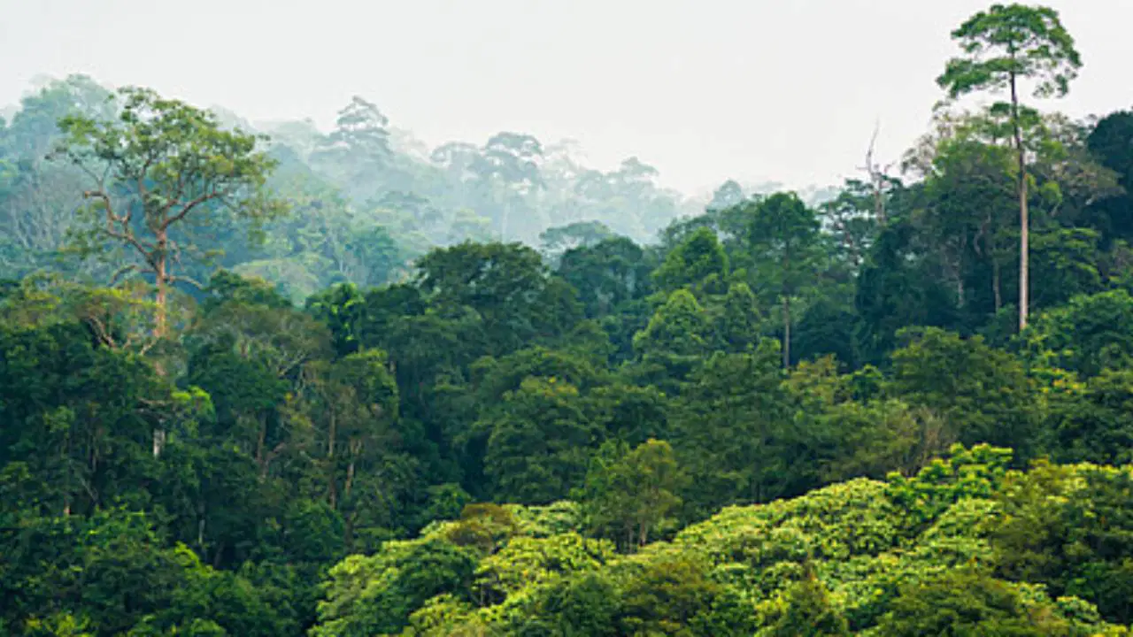 REDD+ Nedir? İklim Krizinde Ormanların Rolü