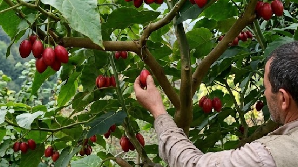 Rize'de Ağaç Domatesi Hasadı: Kilosu 150 TL
