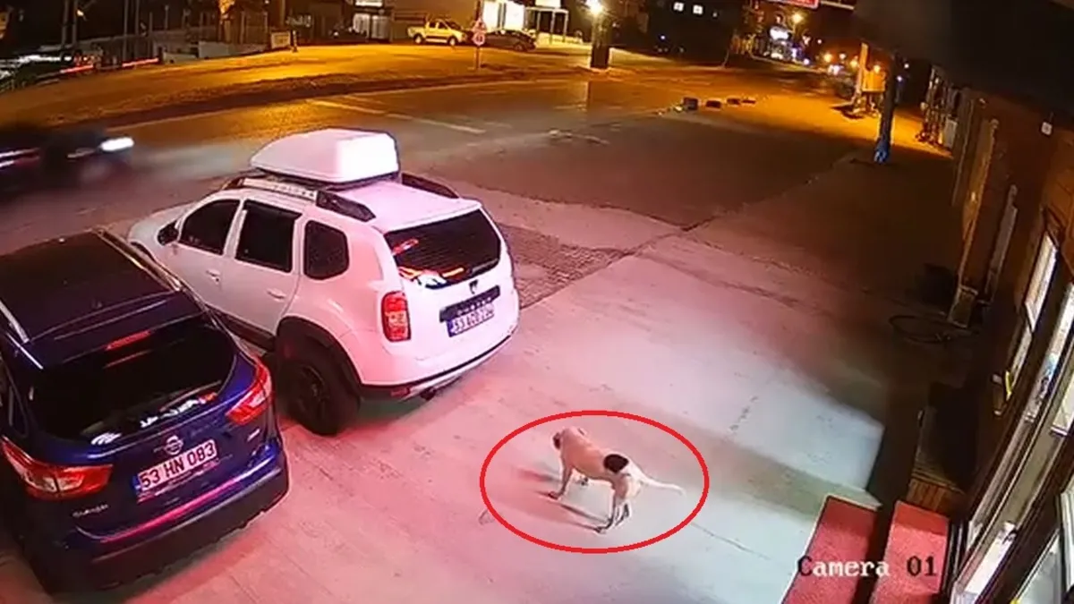 Rize'de başıboş köpeğe çarpmamak için manevra yapan ATV sürücüsü hayatını kaybetti
