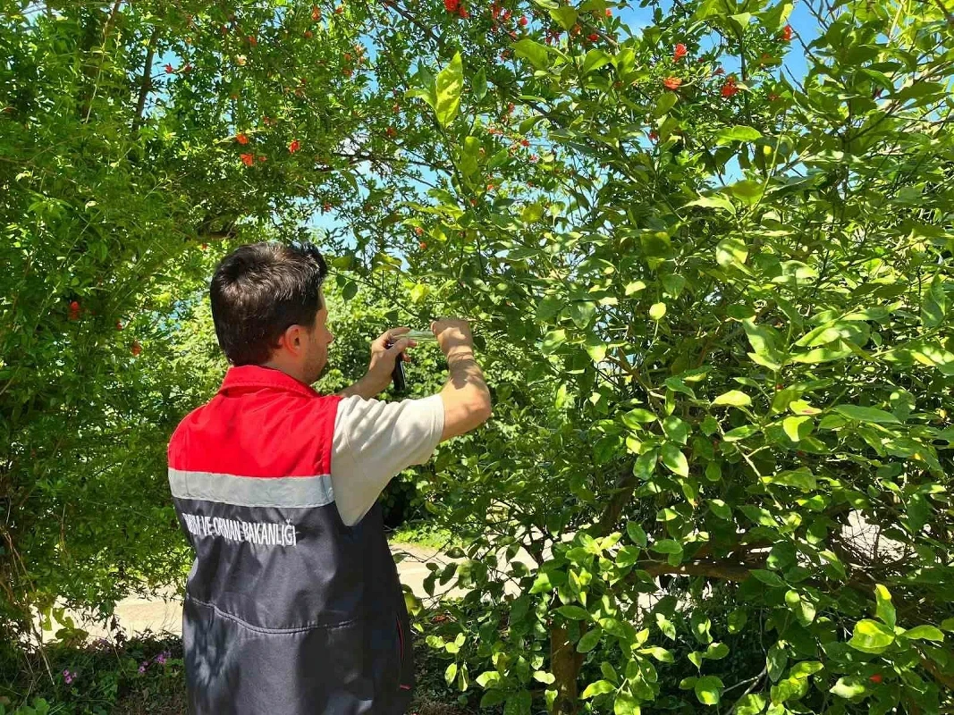 Rize'de kahverengi kokarcaya karşı Samuray Arısı doğaya bırakıldı